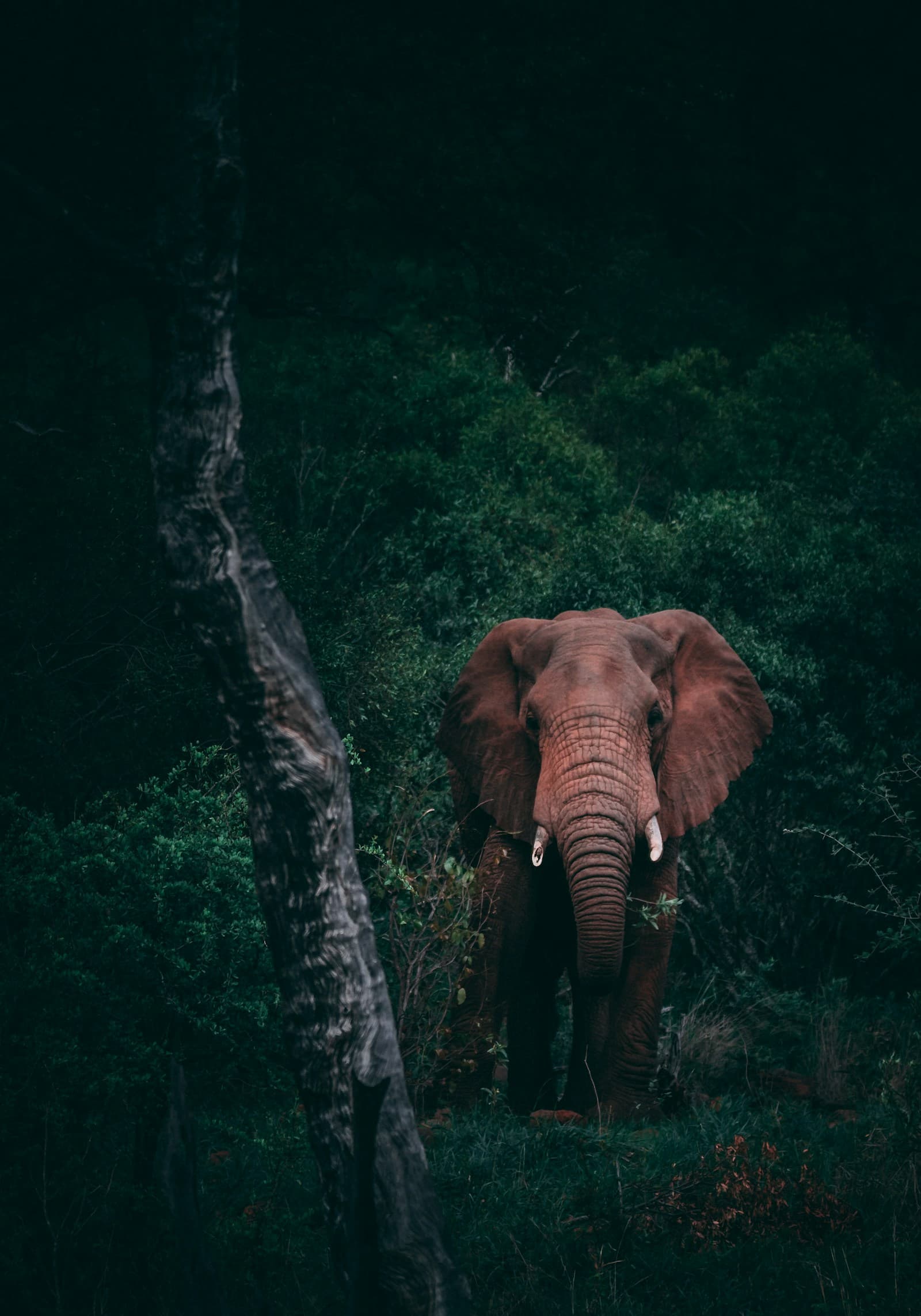 Safari lodge in the wilderness