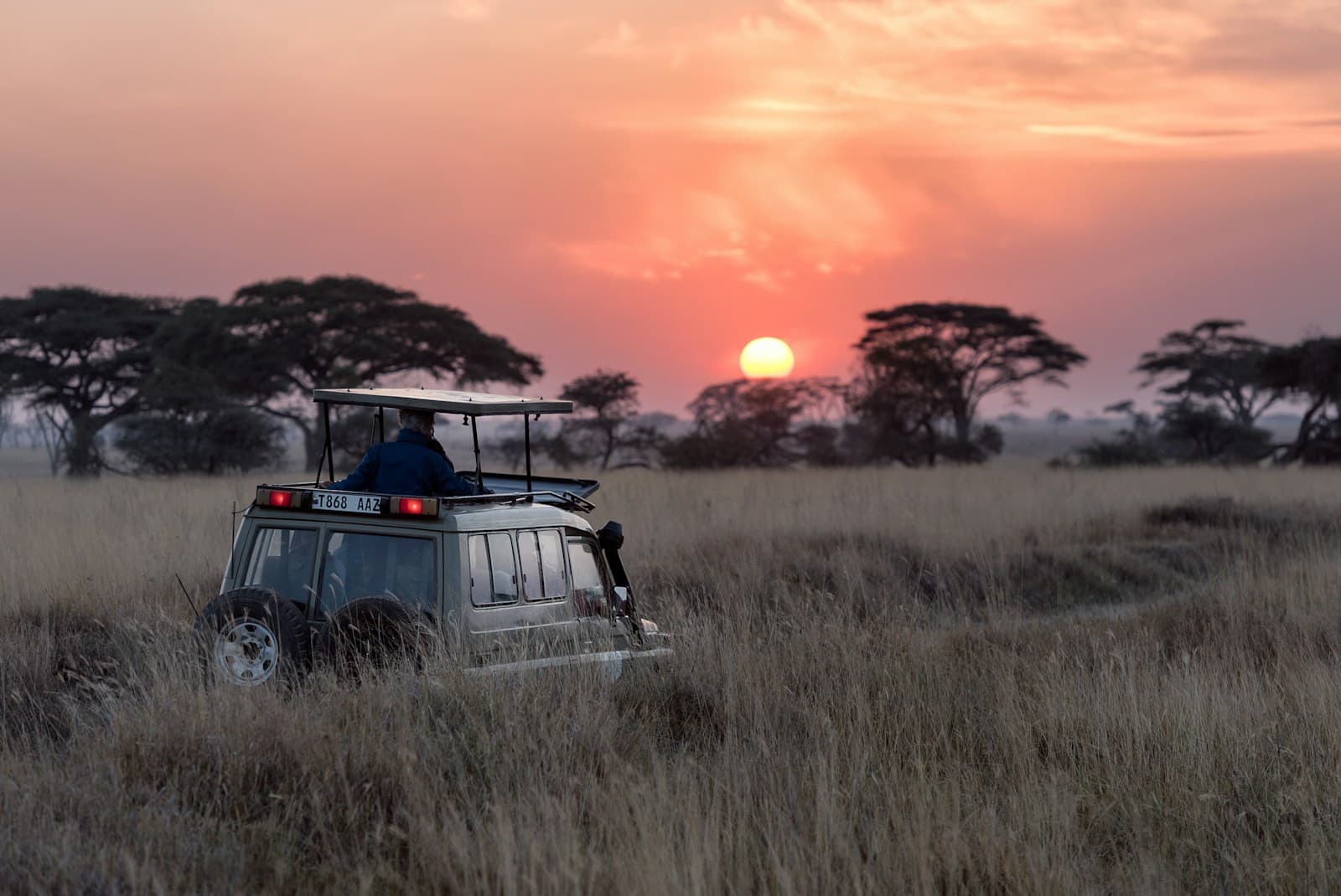 Elephants on the African savanna